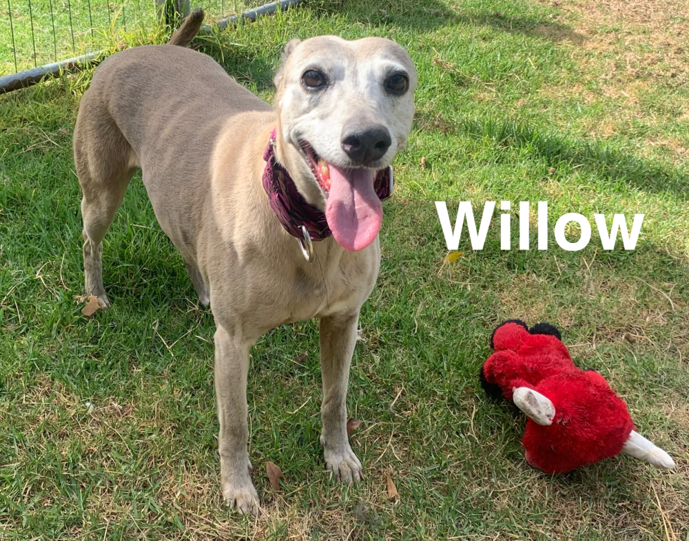 Image of Willow
